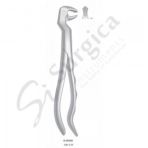 Extracting Forceps, Anatomical Handle 1-22 ½ R Right
