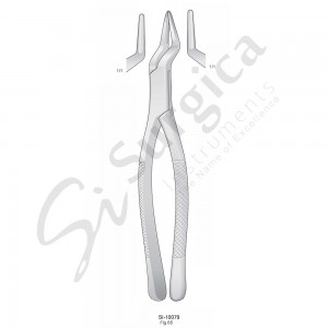 Extracting Forceps, American Pattern Fig.65 Upper Incisors and Roots 